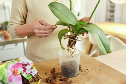 Orchideenerde, 3 l