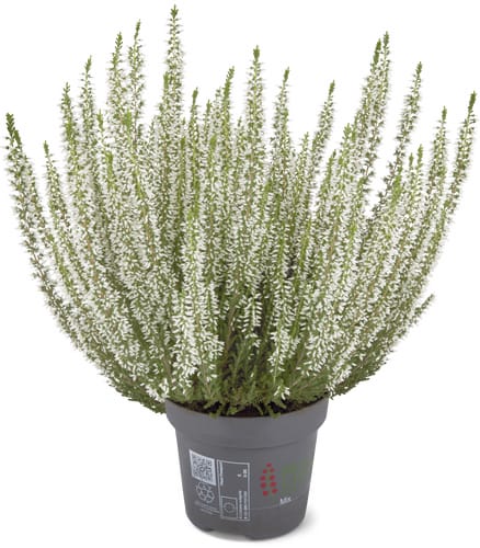 Calluna 13cm
