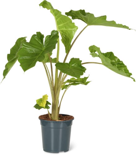 Foliage Plants Mix 21 cm