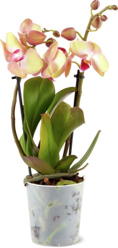 Phalaenopsis multiflora 2 Panicles 9 cm