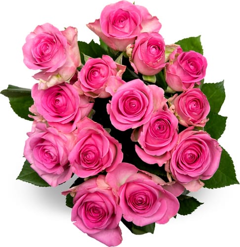 Minirose 40cm