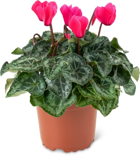 Cyclamen Small-Flowered 10 cm