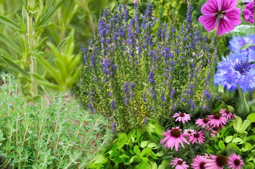 Mélange de fleurs, Herbes sauvages en fleurs