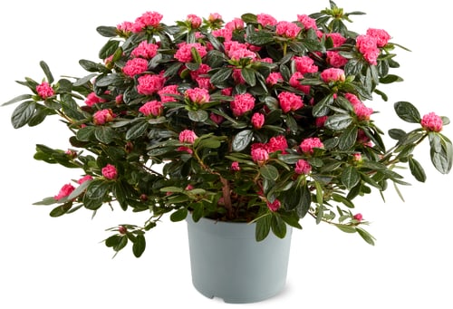 Azalea Busch 17cm