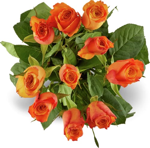 Fairtrade rosen grande 50cm