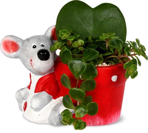 Terrine d’intérieur Rita 5