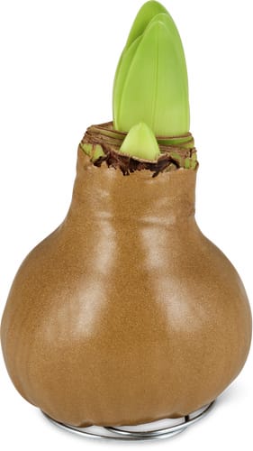 M-Classic amaryllis cire