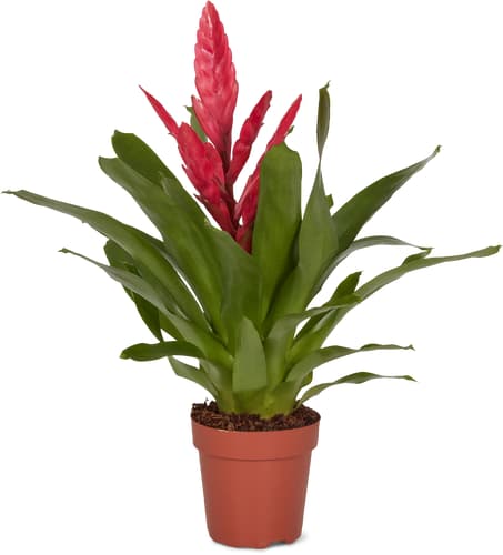 M-Classic bromelia/ guzmania 12cm