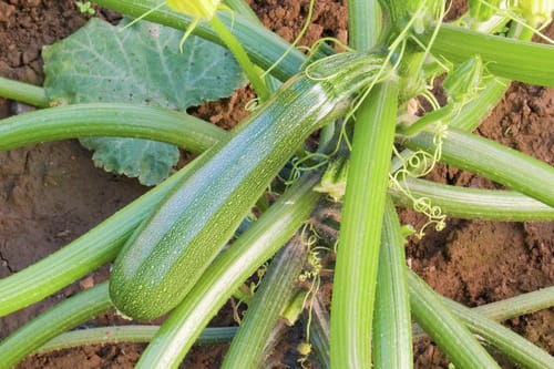 Zucchini, Zuboda