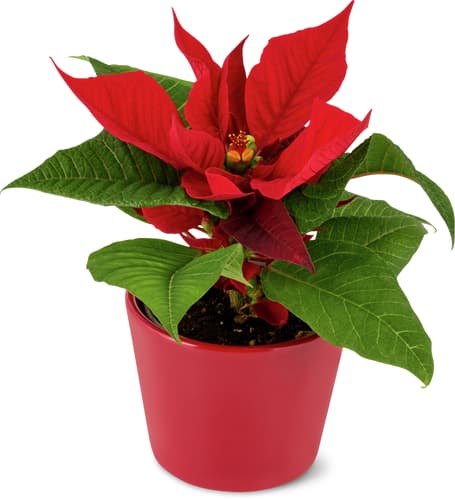 De la région Stella di Natale 6 cm con coprivaso