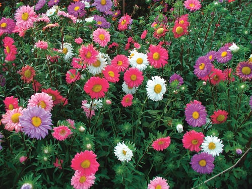 Sommeraster, Mischung
