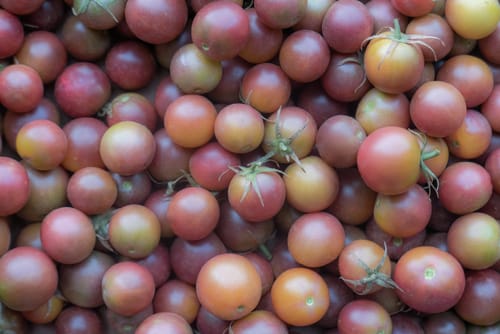 Tomate cerise, black Cherry