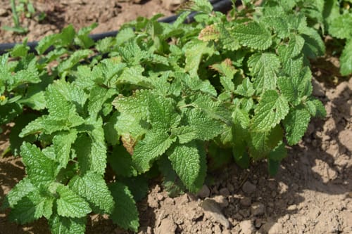 Living Seeds Demeter Lemon Basil