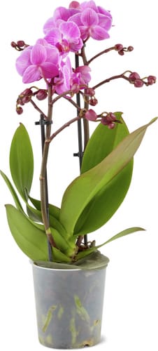 Phalaenopsis multiflora 2 Panicles 9 cm