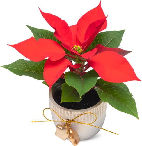 De la région Stella di Natale 6 cm con coprivaso