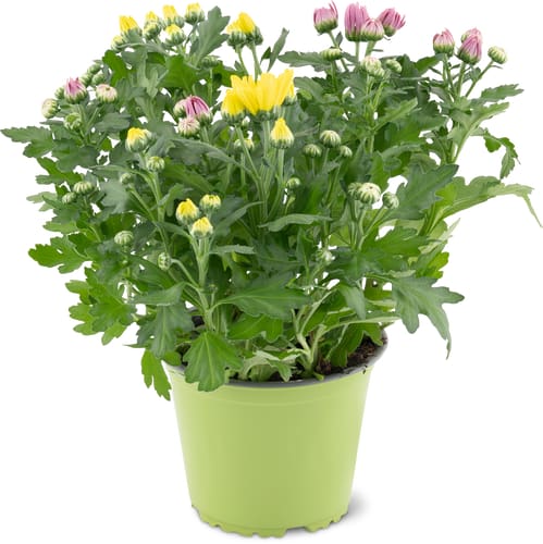 Chrysanthemen 14cm