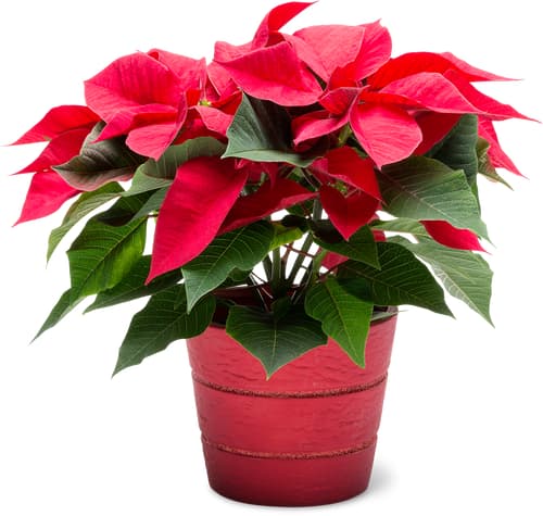 Aus der Region Poinsettia