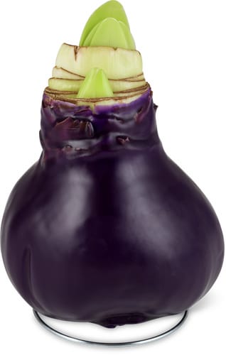 M-Classic amaryllis cire