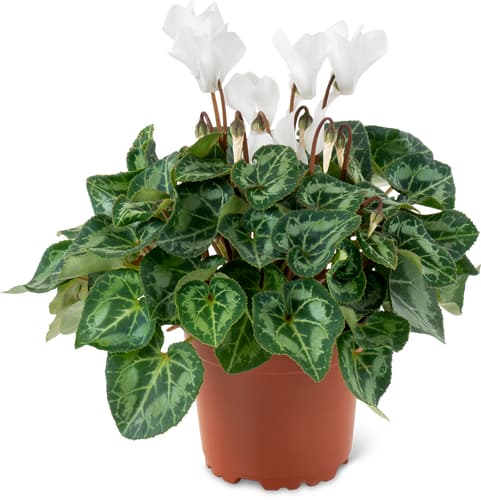 Cyclamen Small-Flowered 10 cm