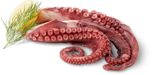 Pulpo-Tentakel