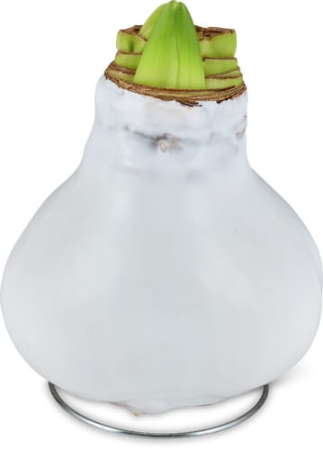 M-Classic amaryllis cire