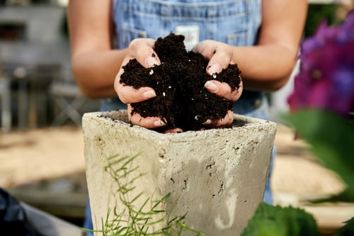 Compo Gesal Concentrated Fungus Gnat Stopper