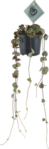 M-Classic Ceropegia 8.5cm