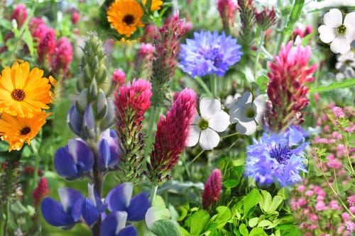 Blumenmischung, Blütenmeer
