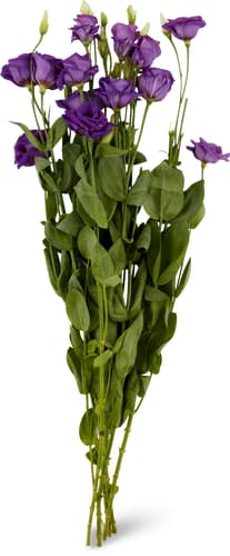 M-Classic lysianthus
