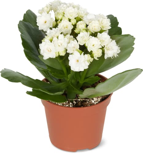 Kalanchoe gefüllt, Topf Ø 6 cm