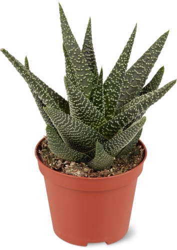 Haworthia fasciata, Topf Ø 8.5 cm