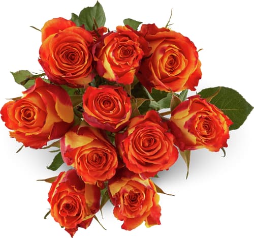 Fairtrade rosen grande 50cm
