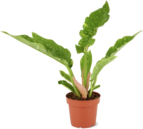 Pianti verdi Mix 12cm