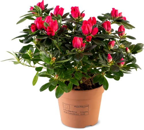 Azalea 12cm