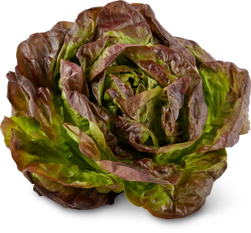 Kopfsalat rot