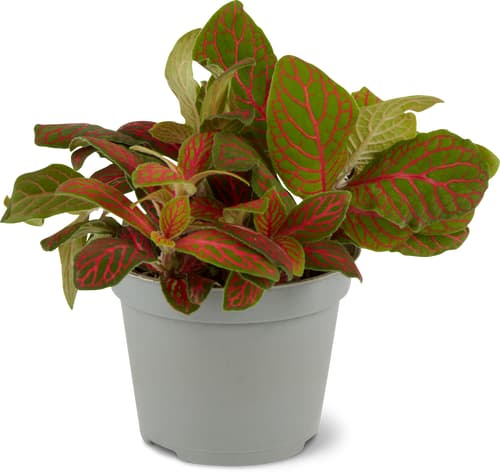 Mini piante verdi 6 cm