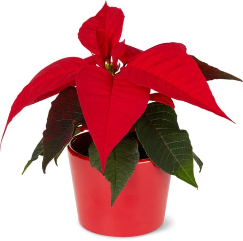 De la région Stella di Natale 6 cm con coprivaso