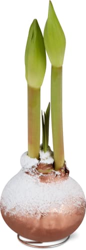 Amaryllis in cera