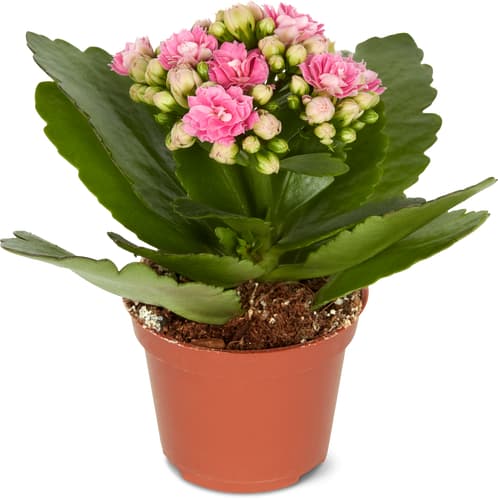 Kalanchoe gefüllt, Topf Ø 6 cm