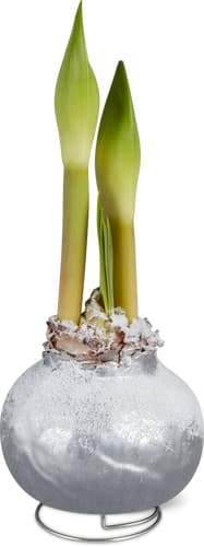 Amaryllis in cera