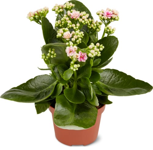 M-Classic kalanchoe 10 cm