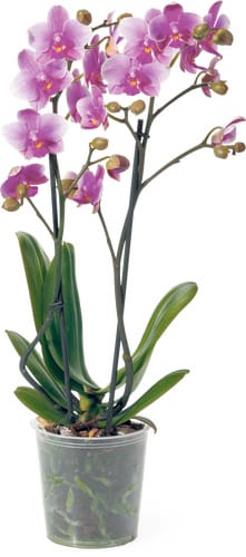Phalaenopsis Multiflora 12cm