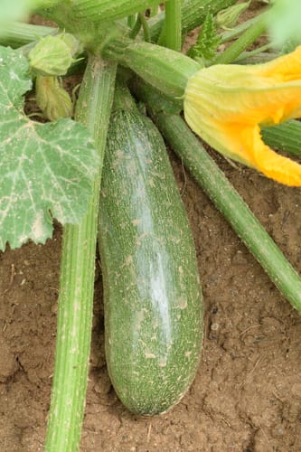 Zucchini, Zuboda