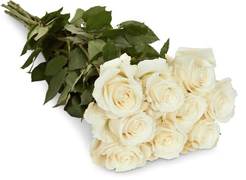 Fairtrade rose nobili