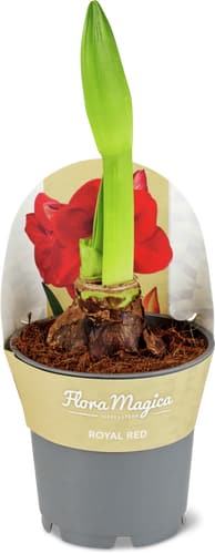 Amaryllis 12 cm
