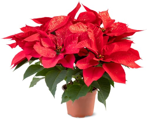 De la région Stella di Natale luccicante, 13 cm