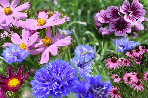 SCHNITTBLUMENMISCHUNG