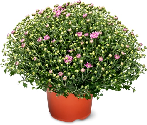 Chrysanthemen 19cm