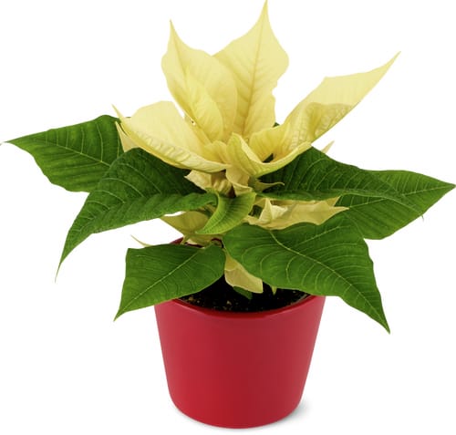 De la région Stella di Natale 6 cm con coprivaso