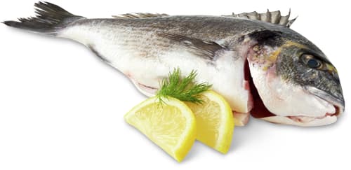 Migros ASC Dorade royal